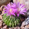 Stenocactus_phyllacanthus